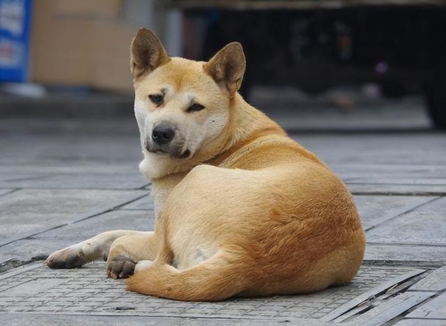 猎犬被小鹿踢入河中，狗主人大受启发，宣布在此建国，国祚106年