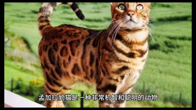 孟加拉豹猫：濒临灭绝的猫科动物，身体形状像豹子，颜色像猫