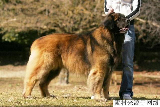 种烈性猛犬，无10年饲养经验不要碰，因为它们是猛犬中的火药桶"