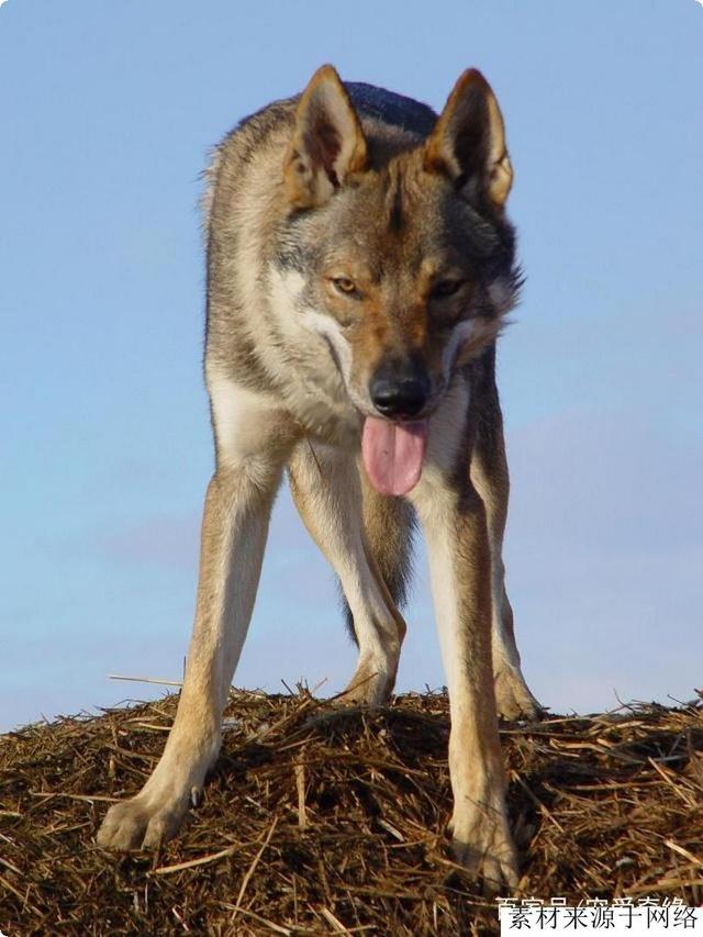 德国新育猛犬德牧与野狼回血而成，生性凶残，价格10万欧元起步