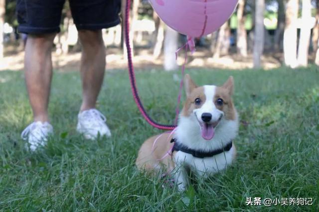 柯基犬_自带喜感的短腿萌犬