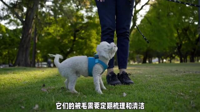 苏格兰小可爱：西高地白梗犬，活泼聪明又忠诚，快来了解一下