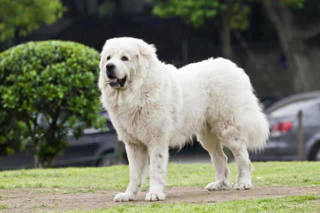 豆爹科普day31：大白熊犬：忠诚勇敢的守护者