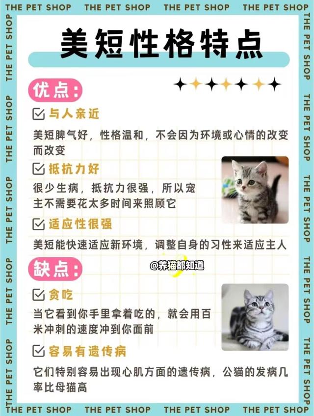 猫咪品种图鉴——美短猫 _ 皮实拆家王