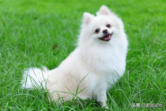 小巧可爱的博美犬，适合当伴侣犬