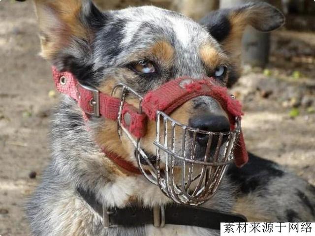 种烈性猛犬，无10年饲养经验不要碰，因为它们是猛犬中的火药桶"