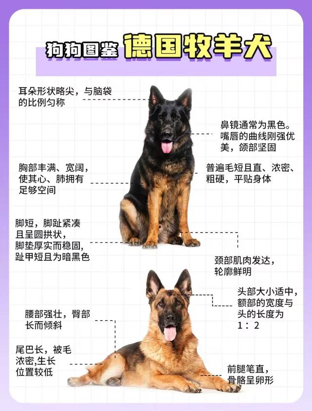 狗狗图鉴——德国牧羊犬（绝对服从的猛狗嘤嘤怪）