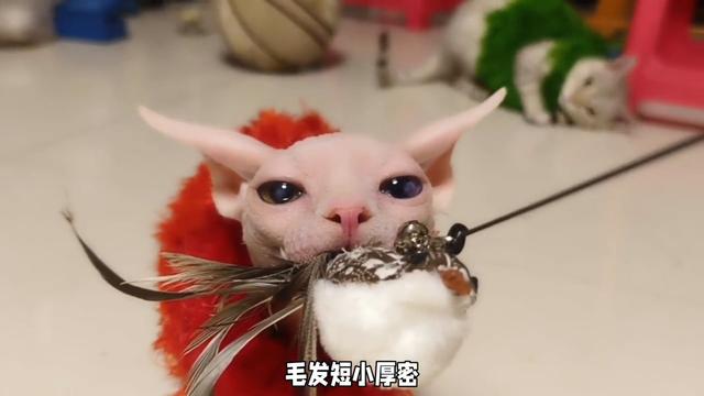 不爱掉毛的猫咪有哪些