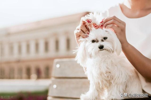 中古纪最古老的犬种，玛尔济斯犬真美呀