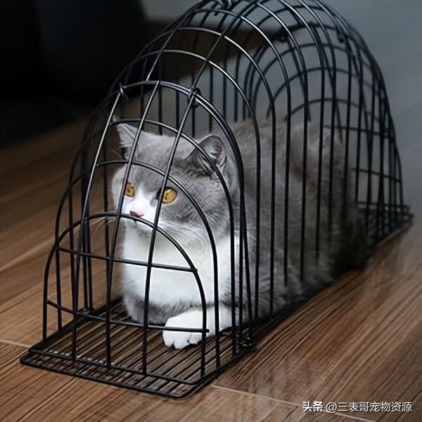 淘宝上买宠物猫安全吗_宠物博主三表哥分享找到靠谱卖家的方法