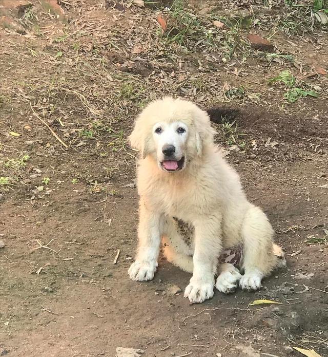 豆爹科普day31：大白熊犬：忠诚勇敢的守护者