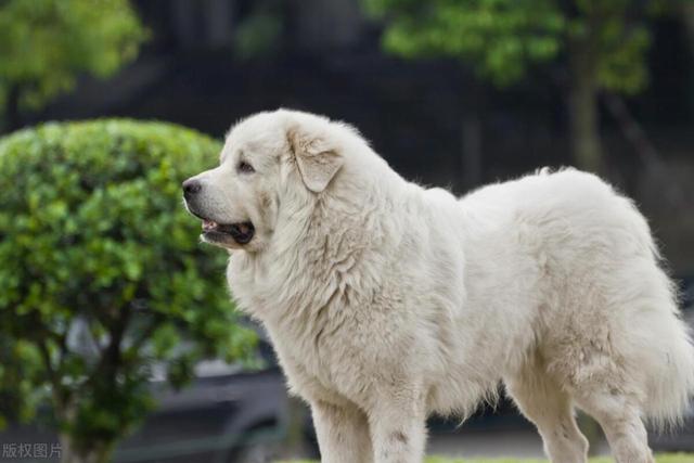 豆爹科普day31：大白熊犬：忠诚勇敢的守护者