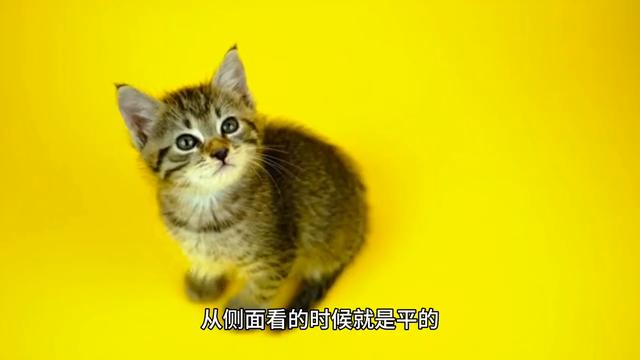 猫咪金吉拉的优点和缺点，你知道吗？