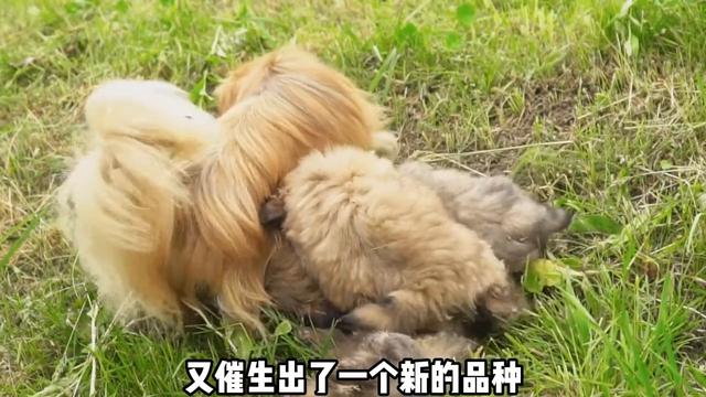 有多少养过北京犬京巴的家人们，出来暴露一下年龄#京巴