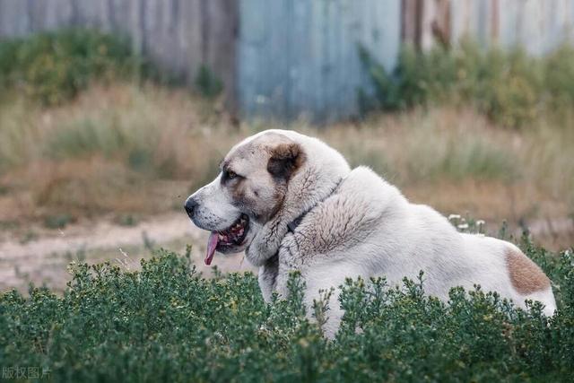 高加索犬十个不养理由，高加索犬不能养吗，家庭养高加索犬可怕吗