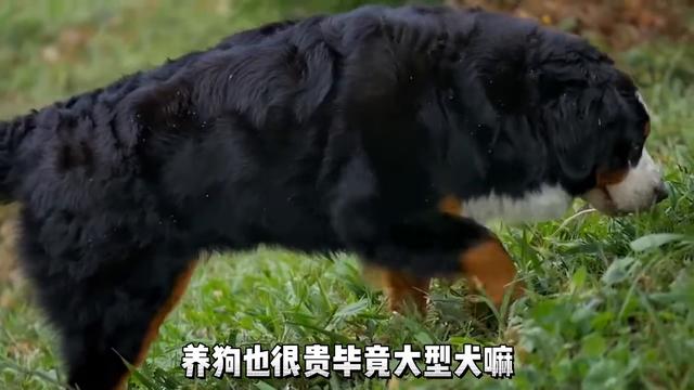 伯恩山犬要是早来几年，暖男的头衔就是他的，根本没金毛的事