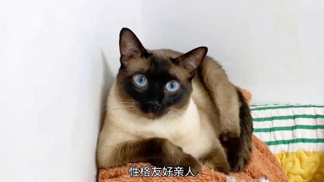 想养猫的，新手养猫看过了来！#猫咪