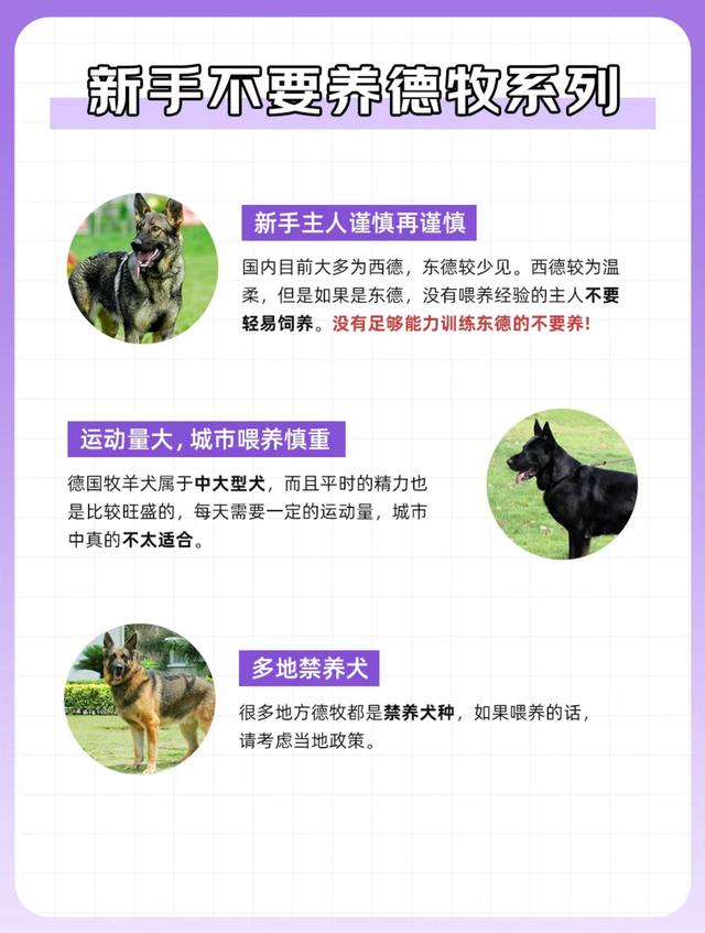 狗狗图鉴——德国牧羊犬（绝对服从的猛狗嘤嘤怪）