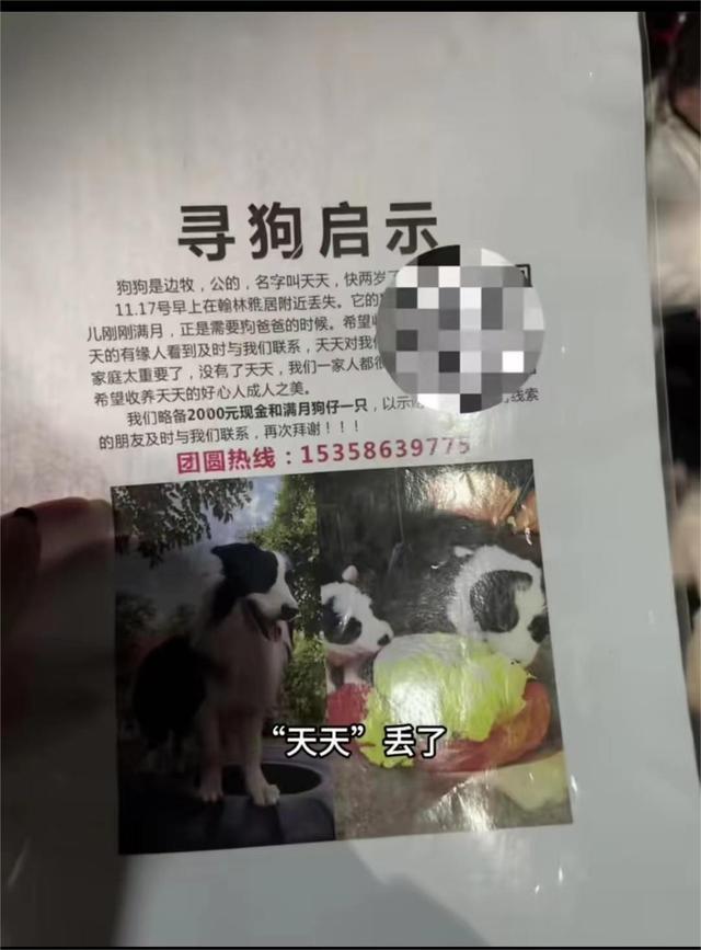 边牧被揍后离家出走 主人：悬赏2000元寻找，附赠满月狗崽一只