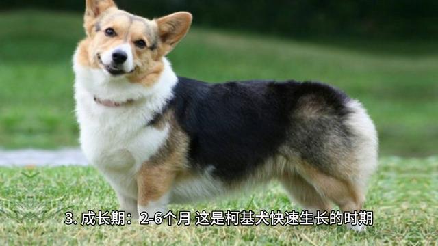 【柯基犬】小柯基的成长历程（上）