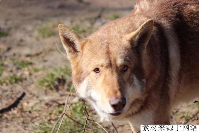 德国新育猛犬德牧与野狼回血而成，生性凶残，价格10万欧元起步