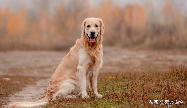 金毛寻回犬：世界犬种智商排行的第四名