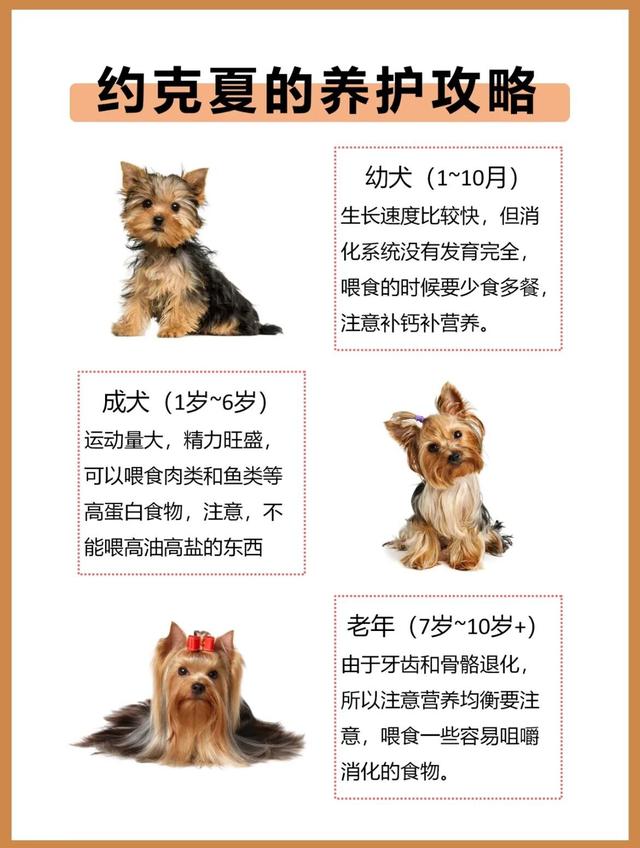 犬种图鉴-约克夏-约克郡梗（仙女狗狗）