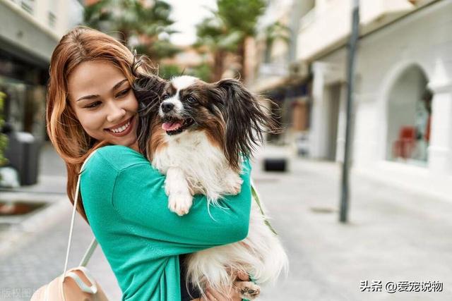 翩翩起舞的蝴蝶犬，您了解了吗？