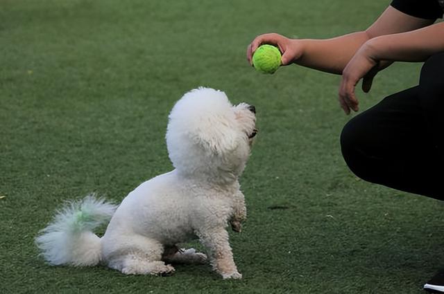 比熊犬的“魅力”何在，为什么深受众多人喜爱？