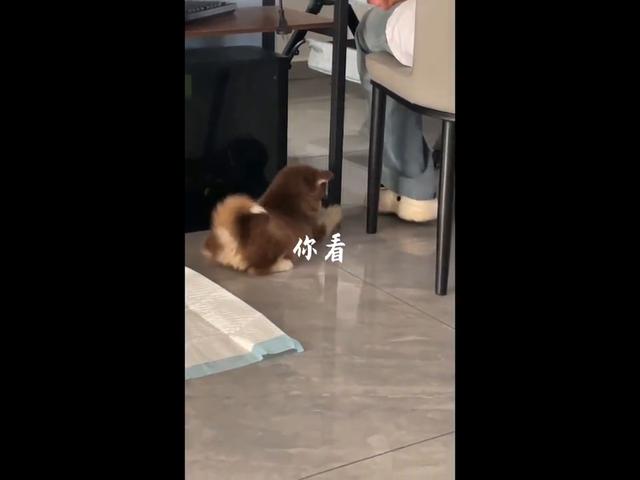 小七拆家日常_花八百大洋买回来的阿拉斯加犬