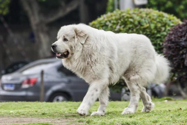 七大大型犬品种，看看你了解几个？