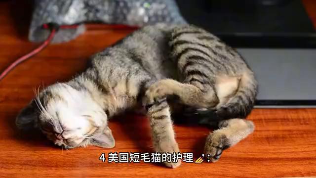 美国短毛猫（美短大揭秘）