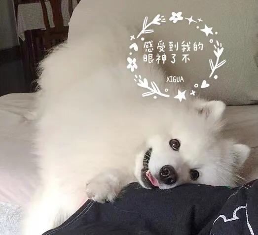 萨摩耶犬：凶猛与怂憨并存，我快乐轻松的养宠生活