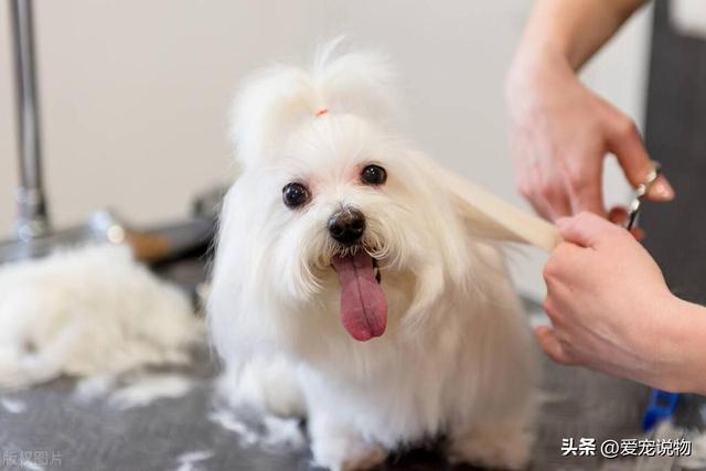 中古纪最古老的犬种，玛尔济斯犬真美呀