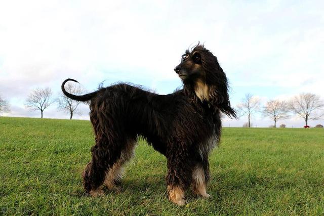 宠物狗系列之阿富汗猎犬