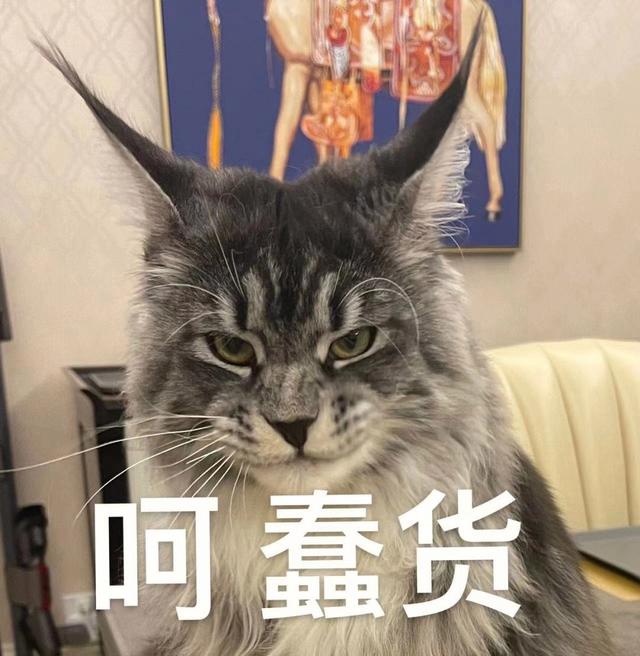 原来“缅因猫”这么可怕，难怪养过的人，都说后悔了！