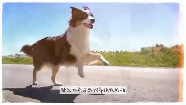 选择牧羊犬的五大要点