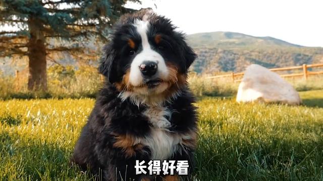 伯恩山犬要是早来几年，暖男的头衔就是他的，根本没金毛的事