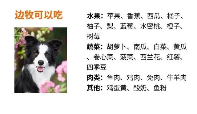 边境牧羊犬：优雅的优雅的牧羊精灵