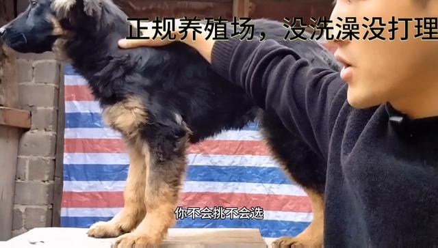 想买纯种狗狗，找对地方，找对人#德国牧羊犬