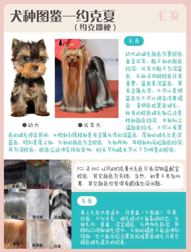 犬种图鉴-约克夏-约克郡梗（仙女狗狗）