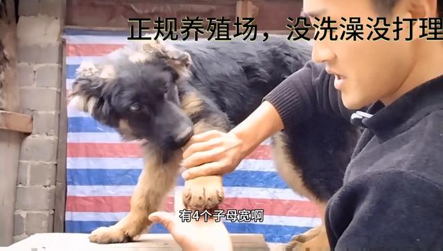 想买纯种狗狗，找对地方，找对人#德国牧羊犬