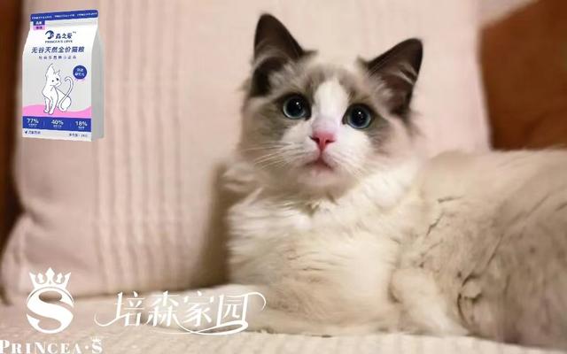 尊嘟假嘟？布偶猫真的是猫界最丑的吗？