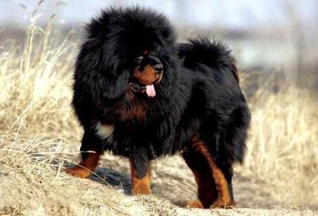 世界上最大的10只狗，藏獒排不进前3，第1名被誉为犬中皇帝