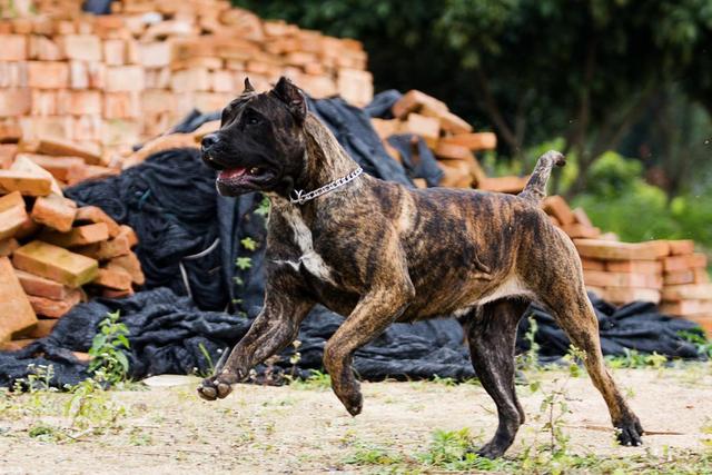 人称“犬中四煞”的4种狗，请记住它们的样子，遇见了要赶紧躲开