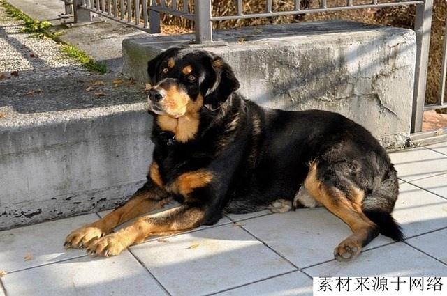 它是世界顶级护卫犬，与中国当红男星，结下了不解之缘