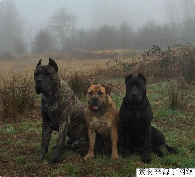 种烈性猛犬，无10年饲养经验不要碰，因为它们是猛犬中的火药桶"