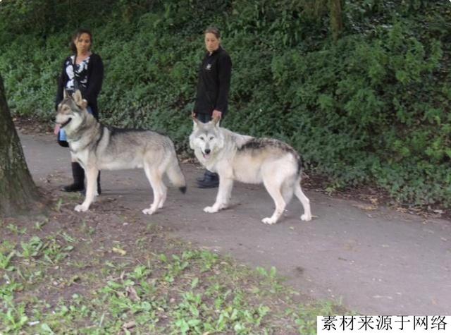 德国新育猛犬德牧与野狼回血而成，生性凶残，价格10万欧元起步